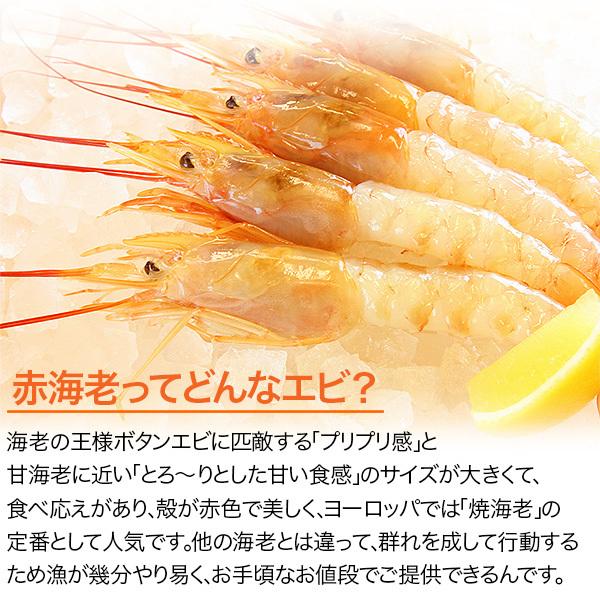 入園入学祝い 有頭赤えび2kg 送料無料 新鮮船上凍結 50尾前後 wantannas.go.id 入園入学祝い 有頭赤えび2kg 送料無料 新鮮船上凍結 50尾前後 wantannas.go.id