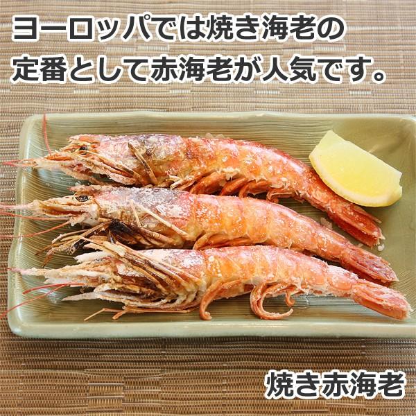 入園入学祝い 有頭赤えび2kg 送料無料 新鮮船上凍結 50尾前後 wantannas.go.id 入園入学祝い 有頭赤えび2kg 送料無料 新鮮船上凍結 50尾前後 wantannas.go.id
