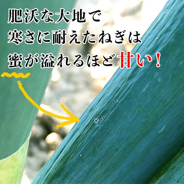 深谷ねぎ 新戒ネギ 20kg 深谷ねぎ新戒産です。 深谷市の中でも貴重なブランドねぎです✨ Google