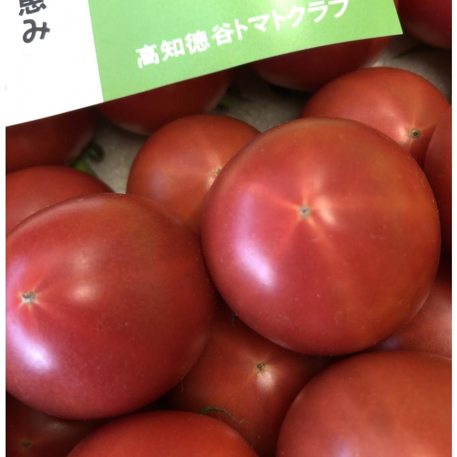 保存版 トマト 高知県徳谷フルーツトマト 約4kg 超激安 Atempletonphoto Com