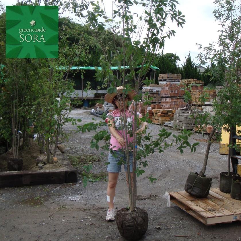 コナラ 株立 樹高H:3000mm 植木 苗 コナラ 株立ち