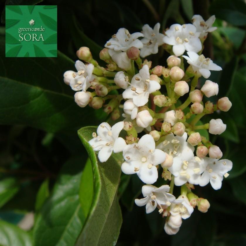 トキワガマズミ H900 1100mm 10本 鉢底より Augu 079 Sora 通販 Yahoo ショッピング