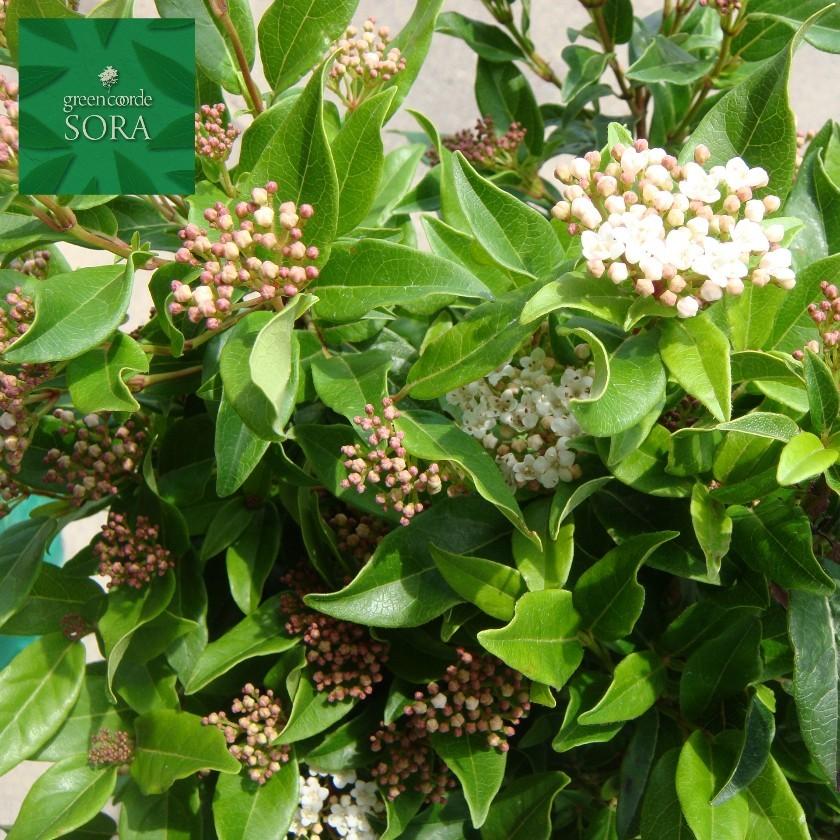 トキワガマズミ H900 1100mm 10本 鉢底より Augu 080 Sora 通販 Yahoo ショッピング