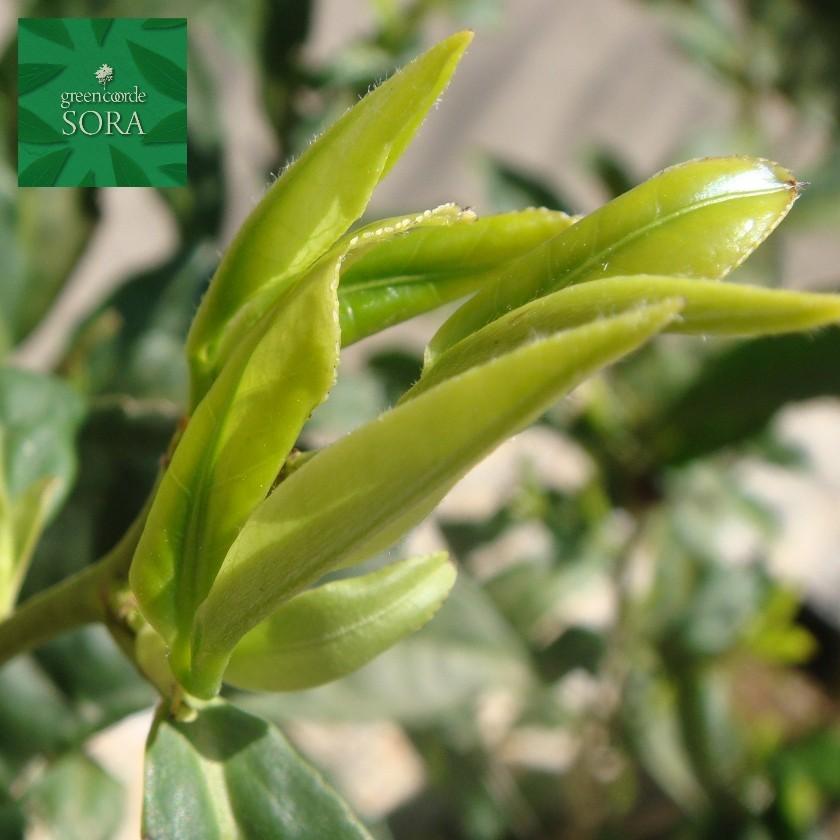 茶　ヤブキタ　10本　植木 苗