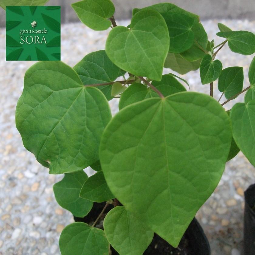 マルバノキ　10.5cmポット　50本　植木 苗