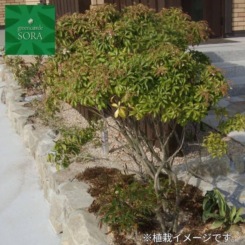 アセビ H400〜600mm 鉢底より 植木 苗 : SORA - 通販 - Yahoo