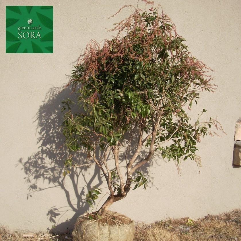 アセビ H700〜900mm 鉢底より 植木 苗 : SORA - 通販 - Yahoo