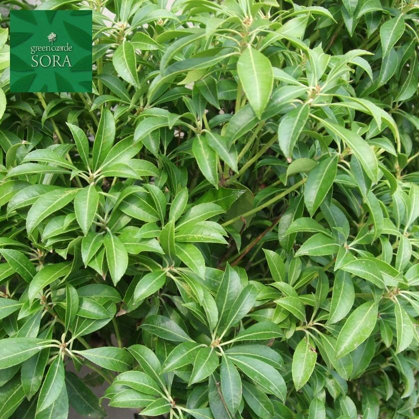 アセビ H700〜900mm 鉢底より 植木 苗 : SORA - 通販 - Yahoo