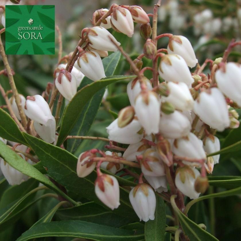 アセビ H700〜900mm 鉢底より 植木 苗 : SORA - 通販 - Yahoo