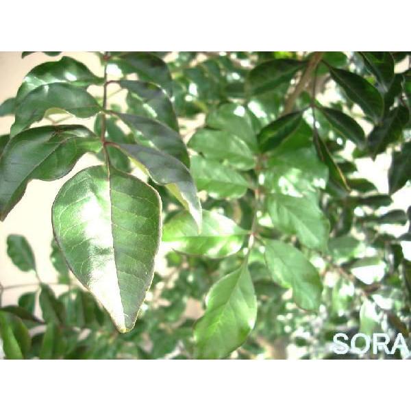 シマ秦皮 株立 樹高H:1800粍 植木 苗 苗-花、ガーデニング-花