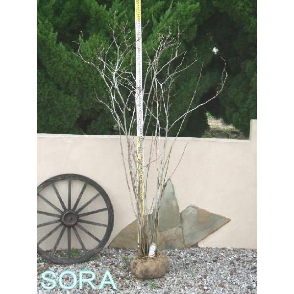 シモクレン 株立 樹高H:1800mm　植木 苗 シモクレン 株立 樹高H