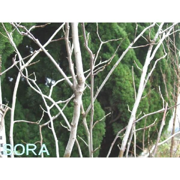 シモクレン 株立 樹高H:1800mm　植木 苗 シモクレン 株立 樹高H