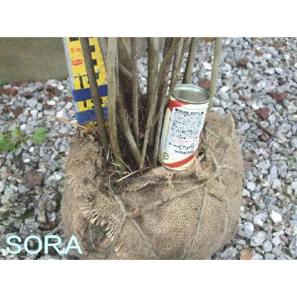 シモクレン 株立 樹高H:1800mm　植木 苗 シモクレン 株立 樹高H