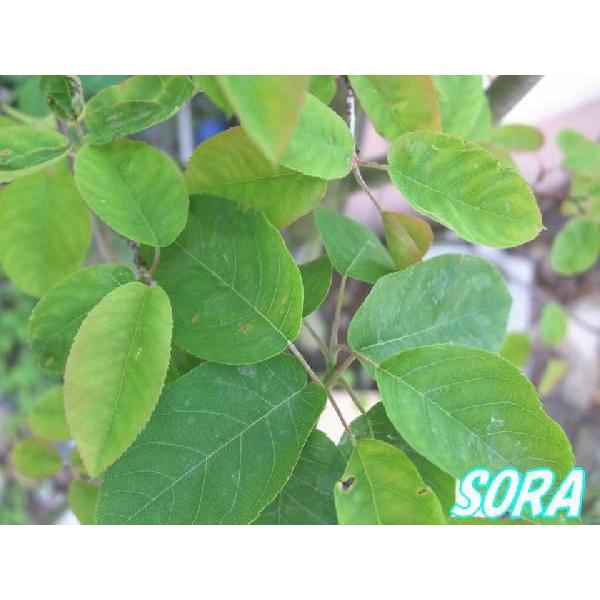 ジューンベリー 本株立 樹高H:1800mm 植木 苗 : SORA - 通販 - Yahoo