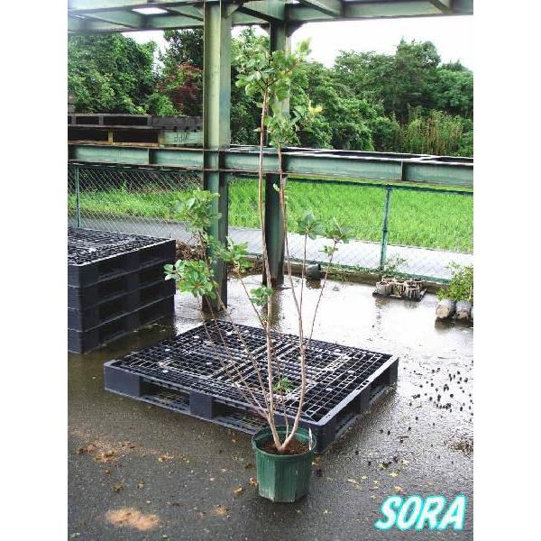 独創的 スモークツリー 赤花 樹高h 1500mm 植木 苗 Promed Srv Br