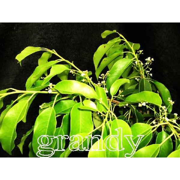 ソヨゴ 株立 樹高H:1800mm 植木 苗 : SORA - 通販 - Yahoo