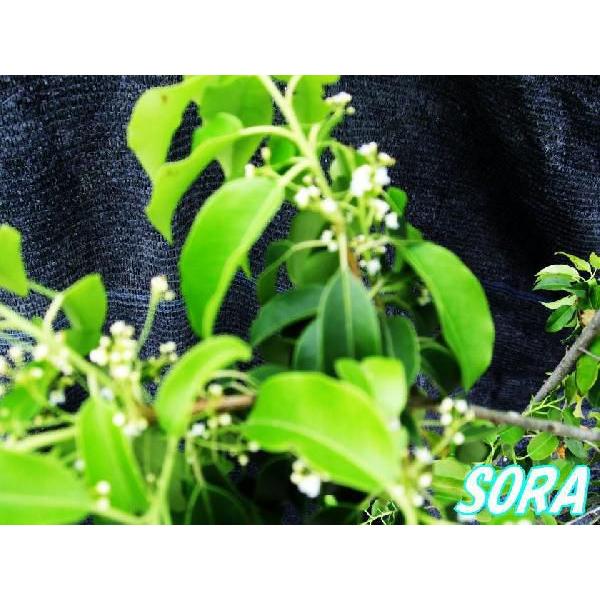 ソヨゴ 単木 樹高H:1800mm 植木 苗 : SORA - 通販 - Yahoo!ショッピング