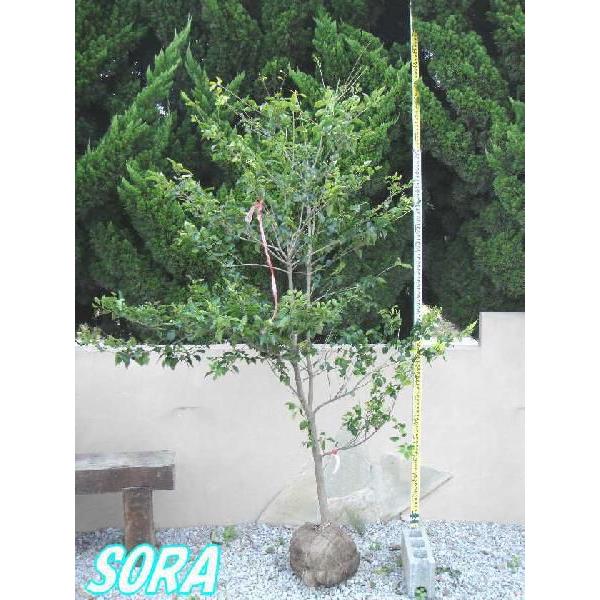 ソヨゴ 単木 樹高H:1800mm 植木 苗 : SORA - 通販 - Yahoo!ショッピング