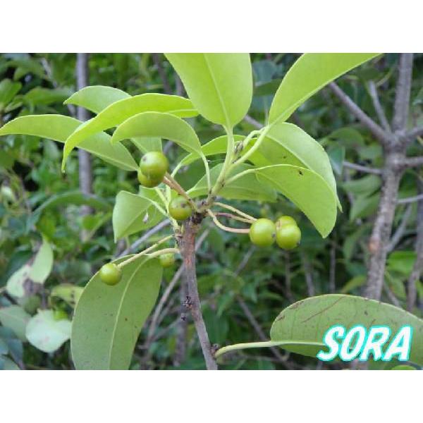 ソヨゴ 単木 樹高H:1800粍 植木 苗 花、ガーデニング-苗-花