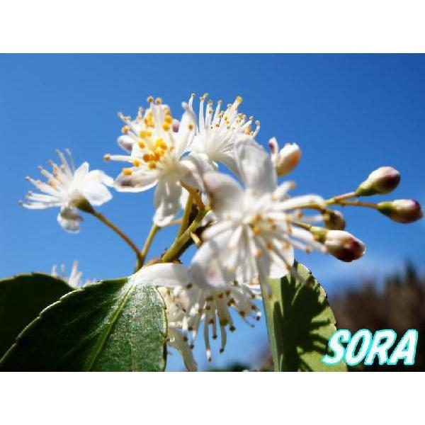 ハイノキ 株立 樹高H:1800粍 植木 苗 苗木、植木-花、ガーデニング-その他苗木、植木
