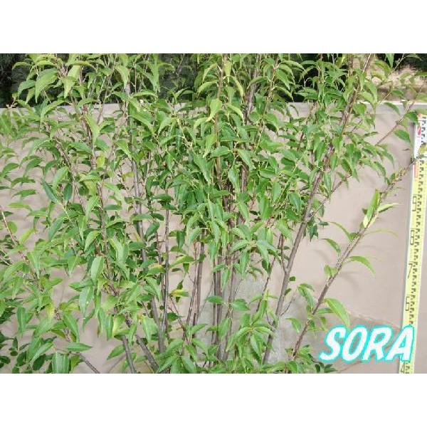 ハイノキ 株立 樹高H:1800mm　植木 苗｜e-sora｜02
