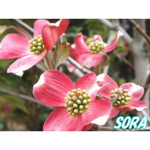 ハナミズキ 赤花 単木 樹高H:1800mm　植木 苗