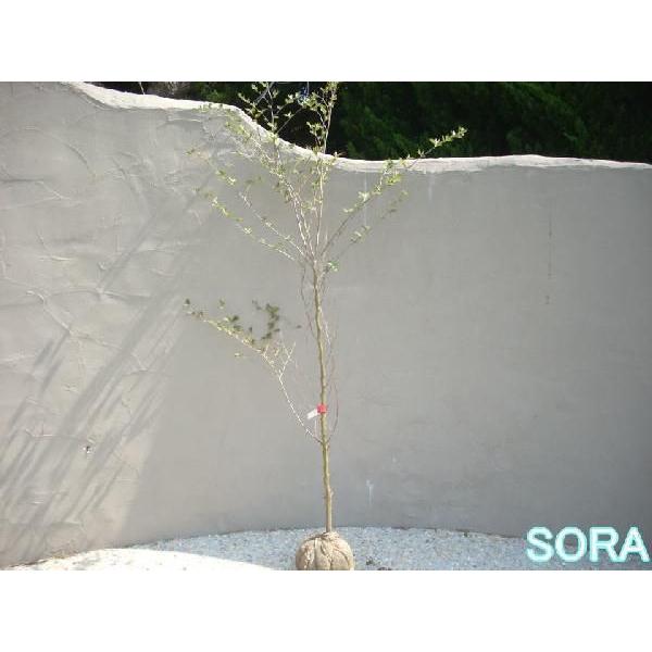 ヒメシャラ 単木 樹高H:1800mm　植木 苗 ヒメシャラ 単木 樹高H