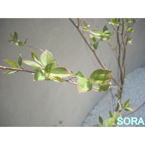 ヒメシャラ 単木 樹高H:1800mm　植木 苗