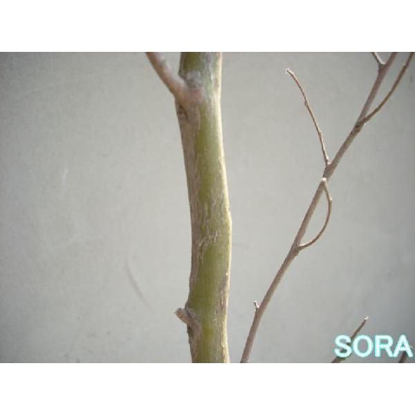 ヒメシャラ 単木 樹高H:1800mm　植木 苗 ヒメシャラ 単木 樹高H