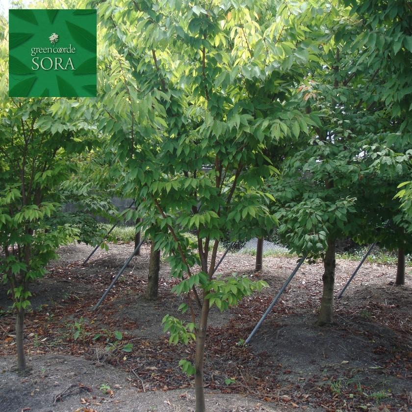 オウゴンケヤキ　単木　樹高H:3000mm　植木 苗