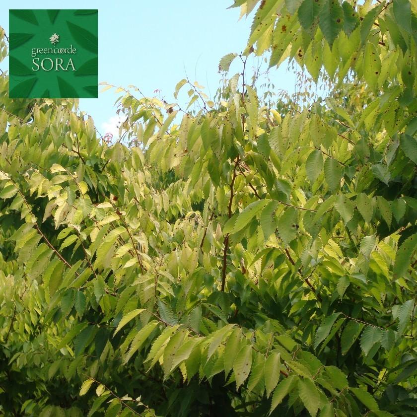 オウゴンケヤキ　単木　樹高H:3000mm　植木 苗