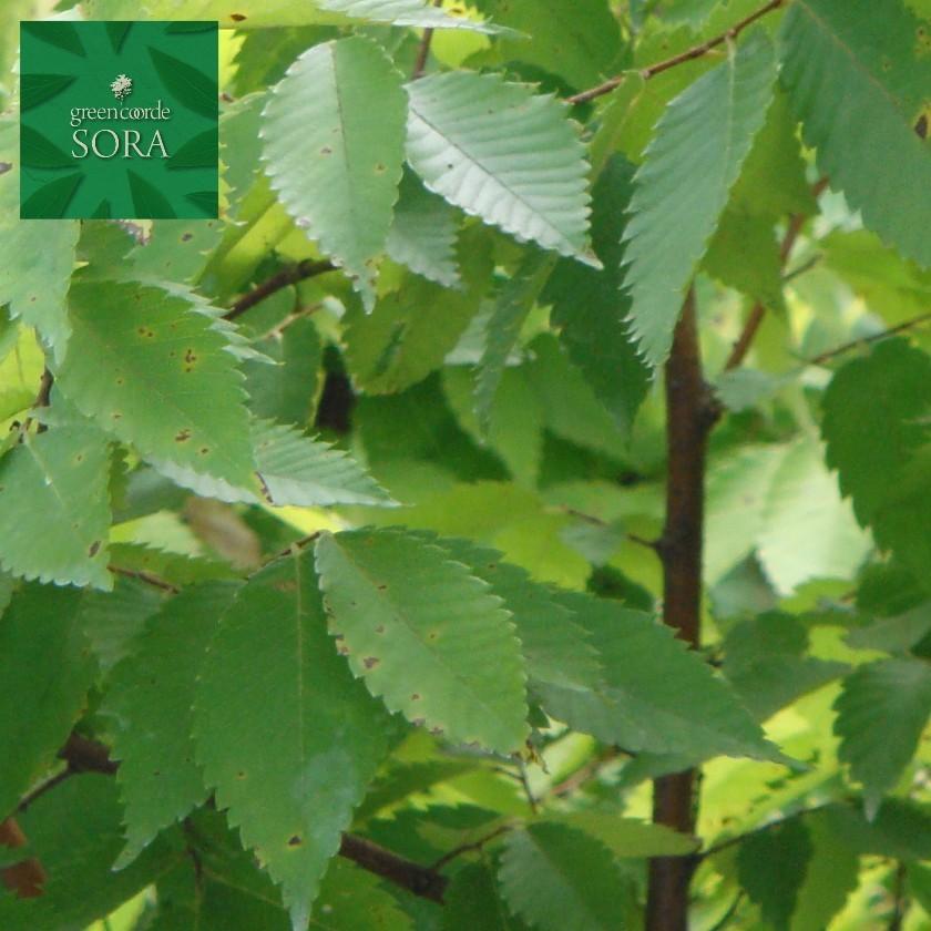 オウゴンケヤキ　単木　樹高H:3000mm　植木 苗