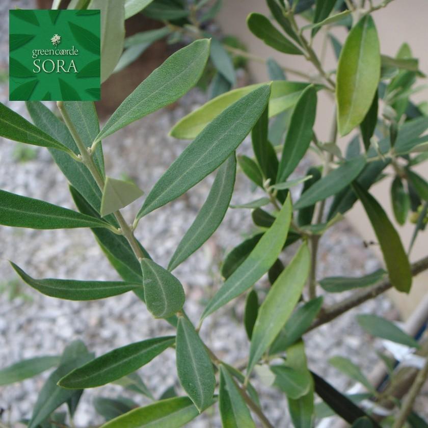 オリーブ 品種指定不可 樹高H:2500mm 植木 苗 : SORA - 通販 - Yahoo