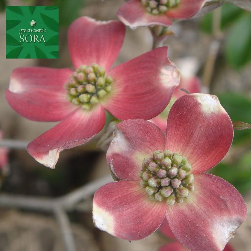 ハナミズキ 赤花 単木 樹高H:2500mm 植木 苗 :AUGU-461:SORA - 通販