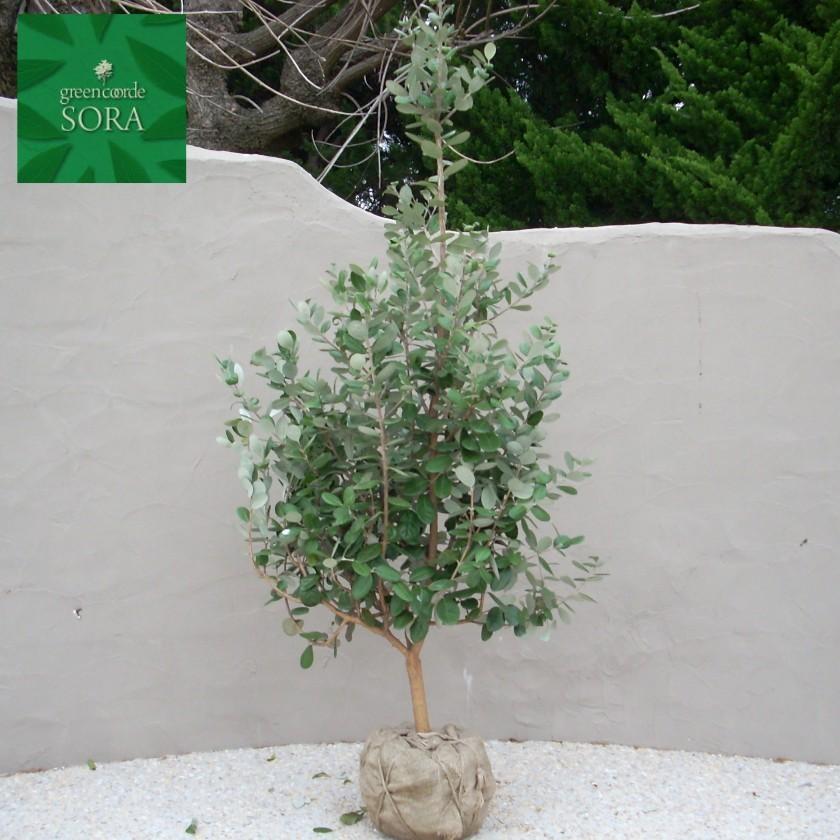 フェイジョア クーリッジ 樹高H:2000mm　植木 苗 フェイジョア クーリッジ 樹高H