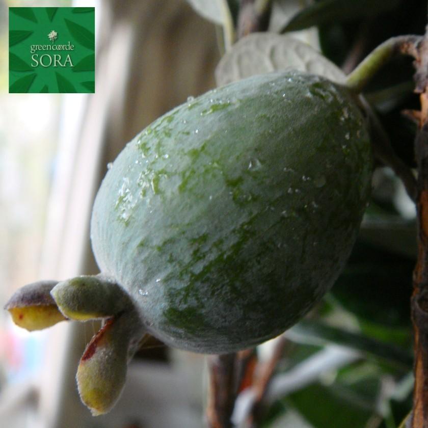 フェイジョア クーリッジ 樹高H:2000mm　植木 苗 フェイジョア クーリッジ 樹高H