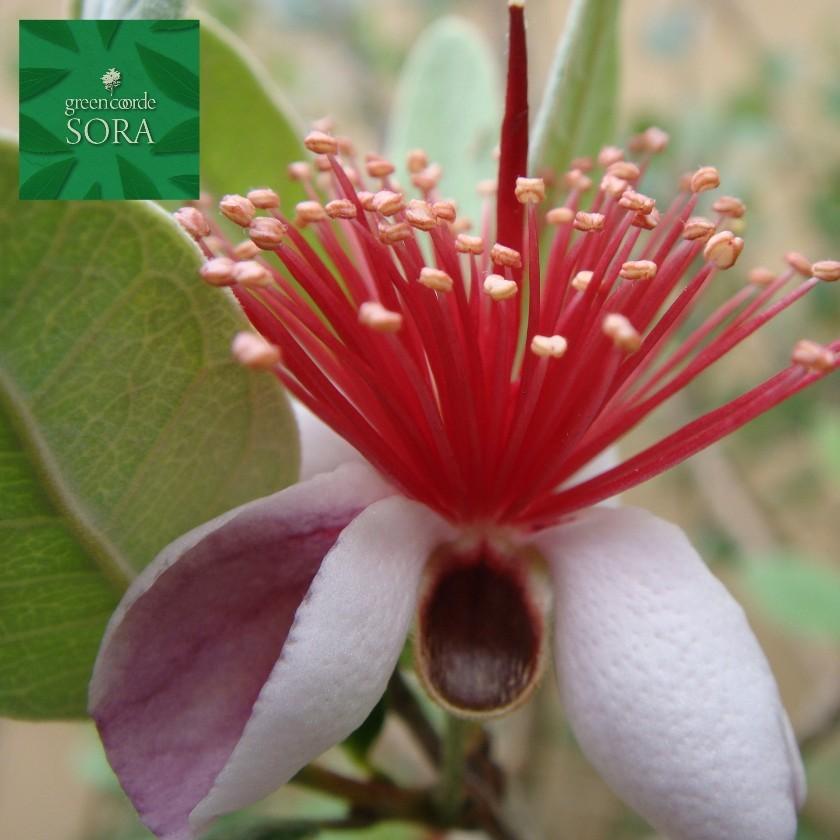 フェイジョア クーリッジ 樹高H:2000mm　植木 苗 フェイジョア クーリッジ 樹高H