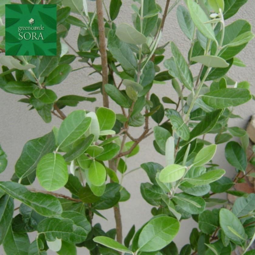 フェイジョア クーリッジ 樹高H:2000mm　植木 苗 常緑樹 FK1792874797(17284円)