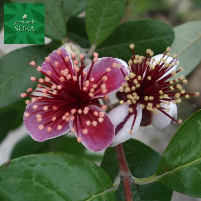 フェイジョア クーリッジ 樹高H:2000mm　植木 苗 常緑樹 FK1792874797(17284円)