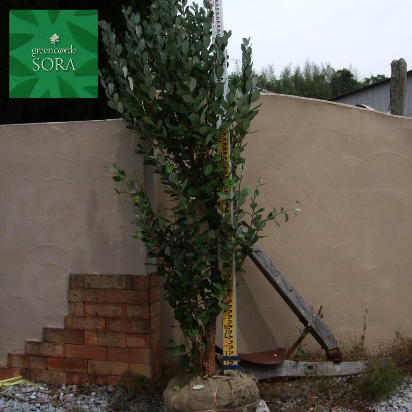 フェイジョア クーリッジ 樹高H:2000mm　植木 苗 常緑樹 FK1792874797(17284円)