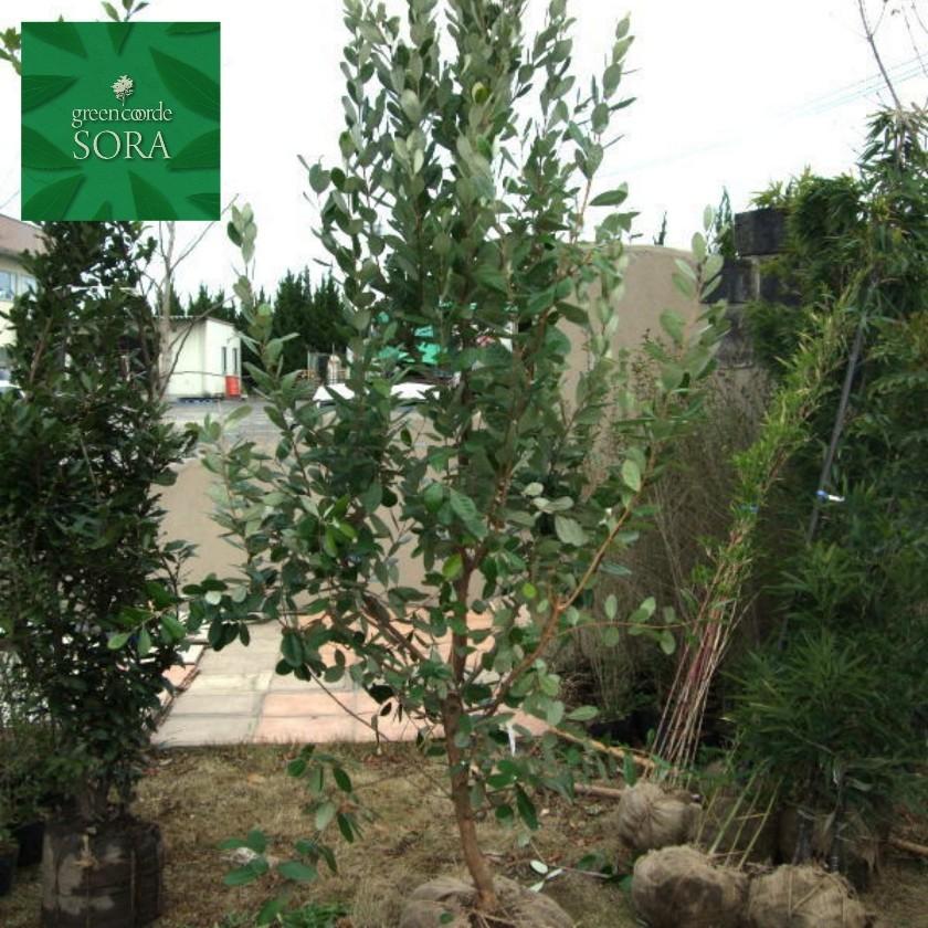 フェイジョア クーリッジ 樹高H:2000mm　植木 苗 常緑樹 FK1792874797(17284円)