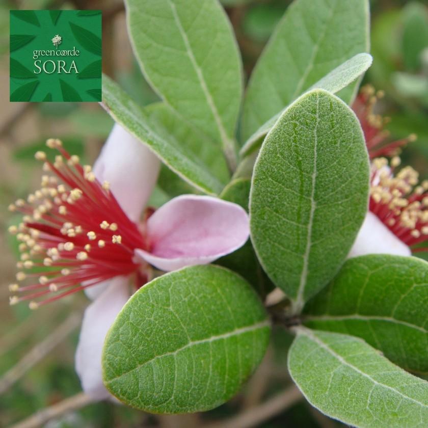 フェイジョア クーリッジ 樹高H:2000mm　植木 苗 常緑樹 FK1792874797(17284円)