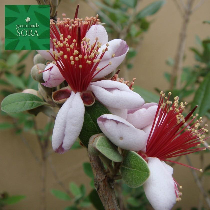 フェイジョア クーリッジ 樹高H:2000mm　植木 苗 常緑樹 FK1792874797(17284円)