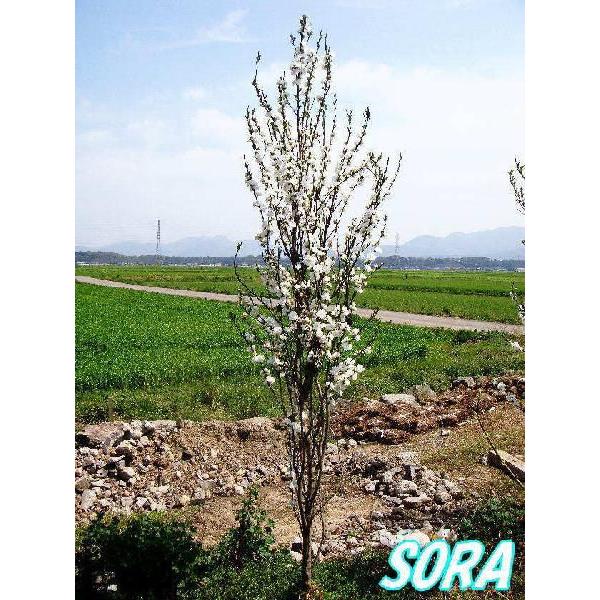 照手花桃 白花 単木 樹高H:2000mm　植木 苗 照手花桃 白花 単木 樹高H