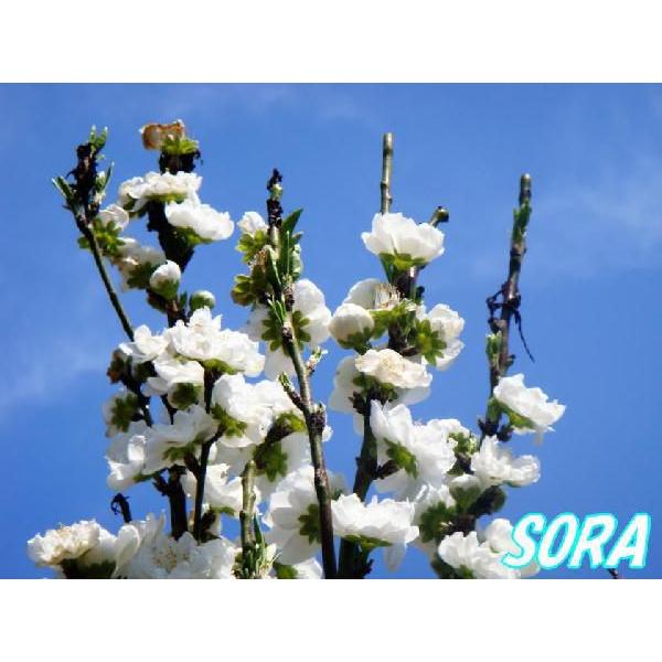 照手花桃 白花 単木 樹高H:2000mm　植木 苗(14900円)