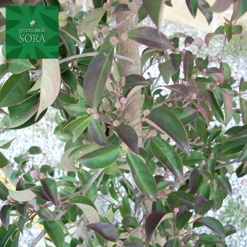 常緑ヤマボウシ 株立 樹高H:2500mm 植木 苗 : SORA - 通販 - Yahoo