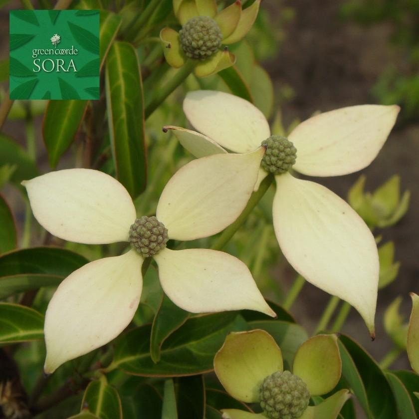常緑ヤマボウシ 株立 樹高H:2500mm 植木 苗 : SORA - 通販 常緑ヤマボウシ 株立 樹高H:2500mm 植木 苗 : SORA - 通販
