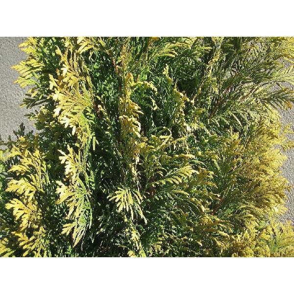 ヨーロッパゴールド 樹高H:1800mm　植木 苗