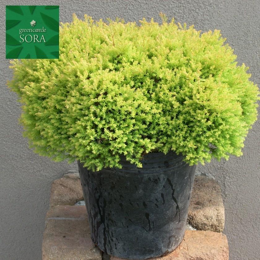 ラインゴールド 1本 植木 苗 Crin 001 Sora 通販 Yahoo ショッピング