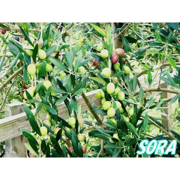 オリーブ ネバディロブランコ 樹高H:1800mm　植木 苗 オリーブ ネバディロブランコ 樹高H
